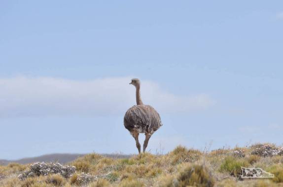 Encontro com ñandus (as nossas emas!) na região da Cueva de Las Manos, no sul da patagônia, na Argentina